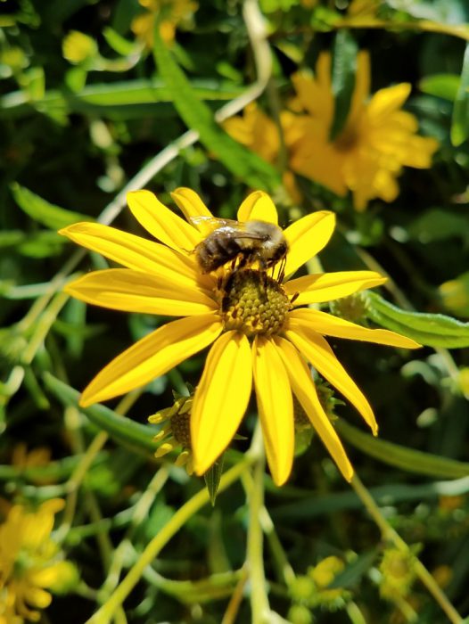 Happy Bee Image Three