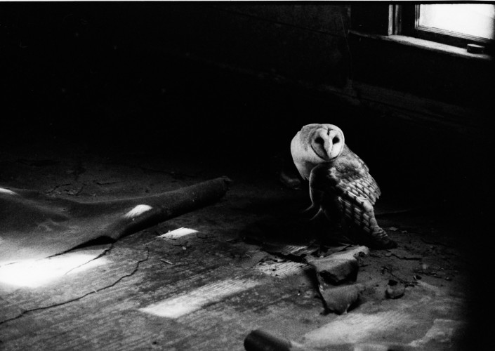 Barn Owl Image Three