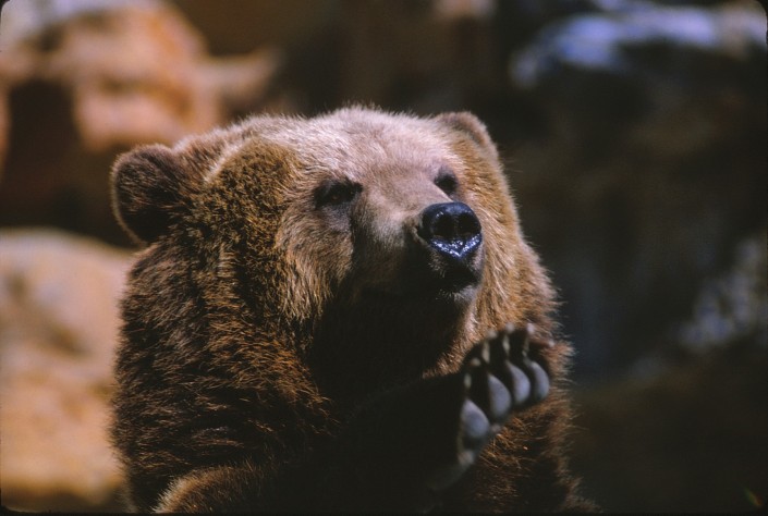 Kodiak Bear Image Five