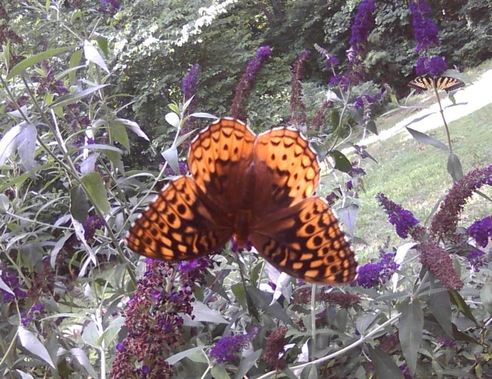 Moth On Salvia Image Five