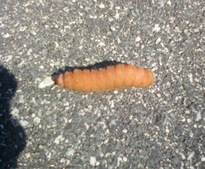 Orange Worm Image Six