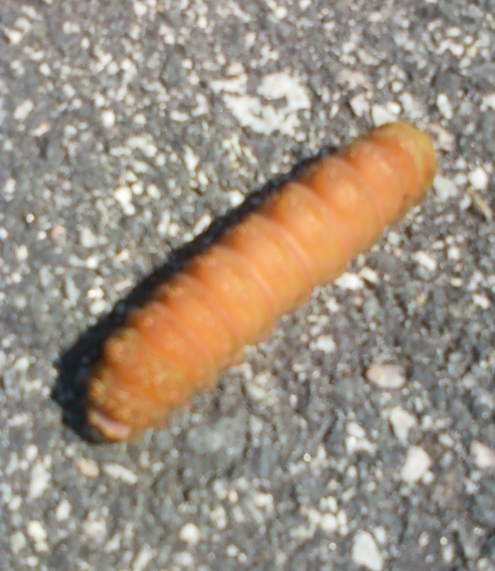 Orange Worm Image Seven