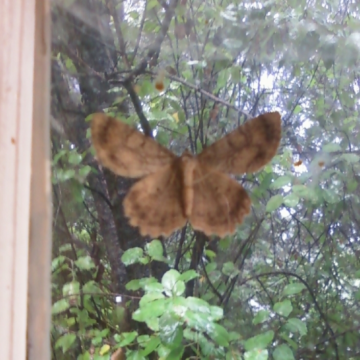 Moth In Window Image Eight